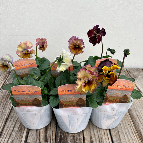 フェデネージュ6ポットセット＊モネ 積みわら＊パンジー＊特価品