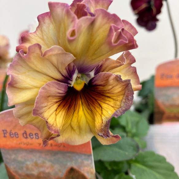 フェデネージュ6ポットセット＊モネ 積みわら＊パンジー＊特価品