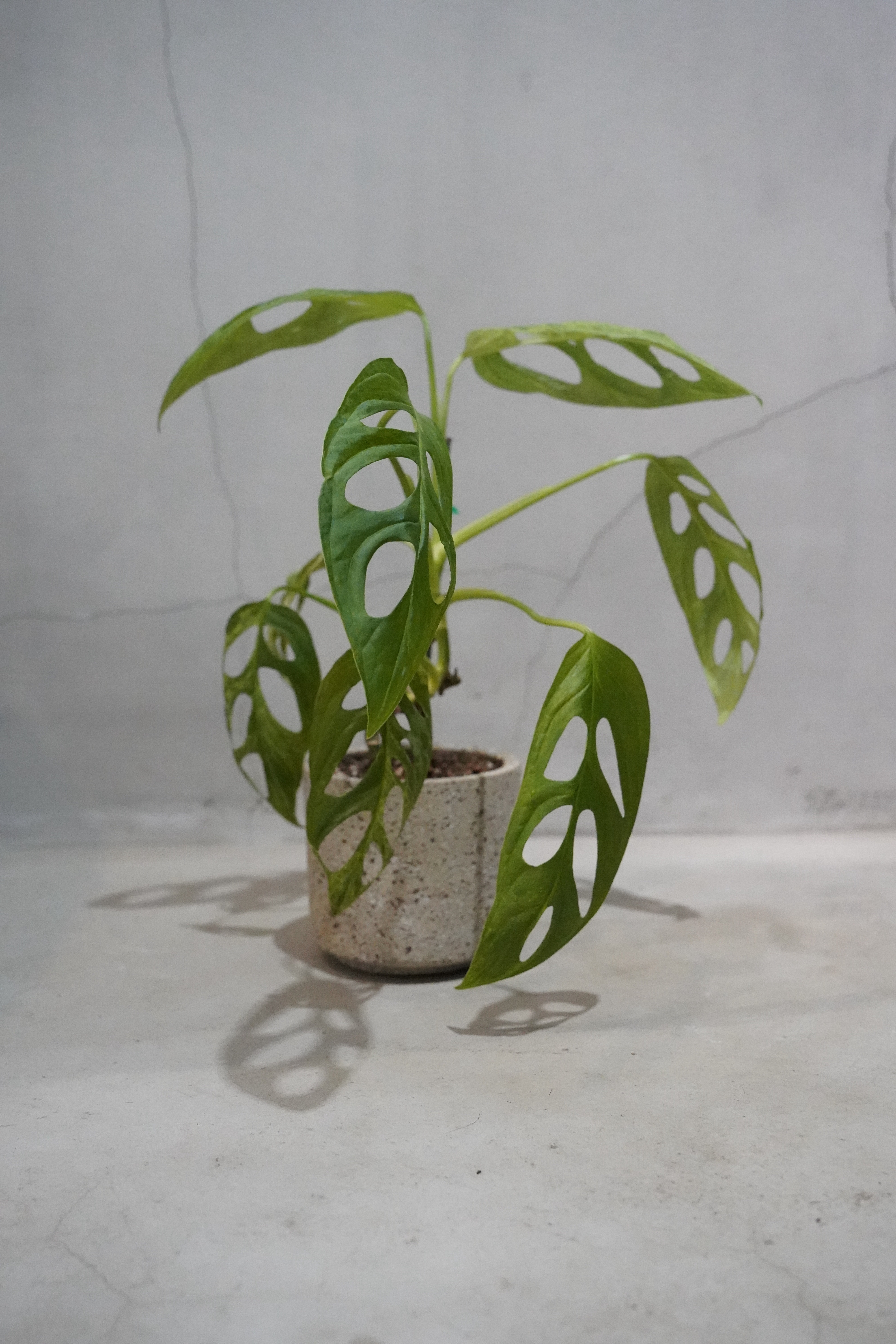 斑入りマドカズラ｜鉢付き｜約32cm｜現品