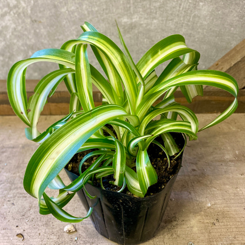 観葉植物 オリヅルラン ボニー アートフラワー plant life 通販