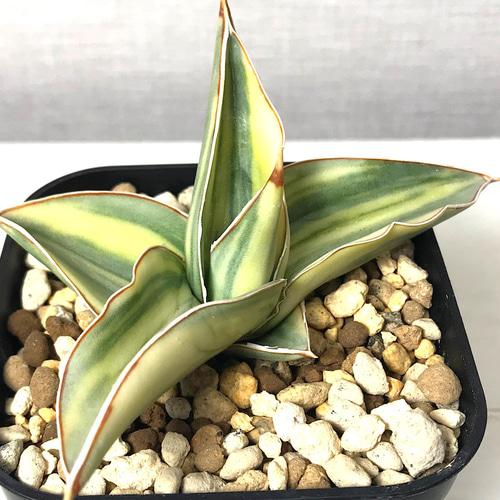 サンスベリア キスマヨ 斑入り ＊ 多肉植物 観葉植物 珍奇植物 多肉
