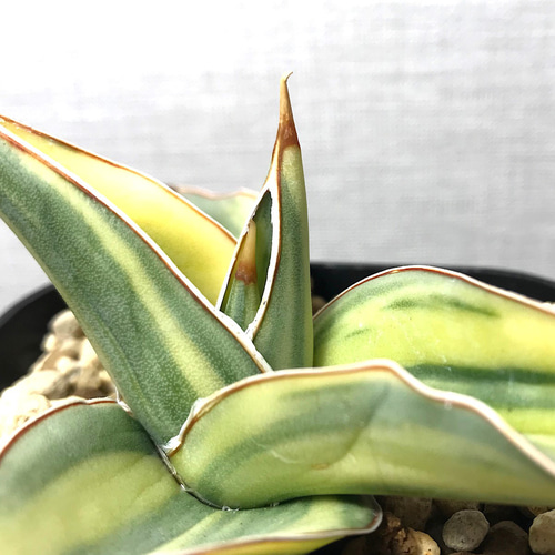 サンスベリア キスマヨ 斑入り ＊ 多肉植物 観葉植物 珍奇植物 多肉