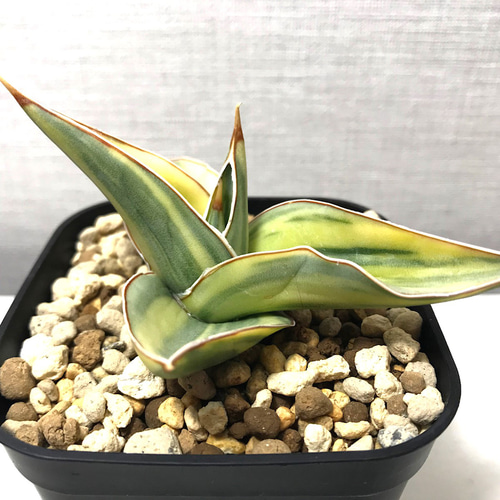 サンスベリア キスマヨ 斑入り ＊ 多肉植物 観葉植物 珍奇植物 多肉