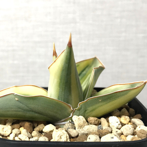 サンスベリア キスマヨ 斑入り ＊ 多肉植物 観葉植物 珍奇植物 多肉