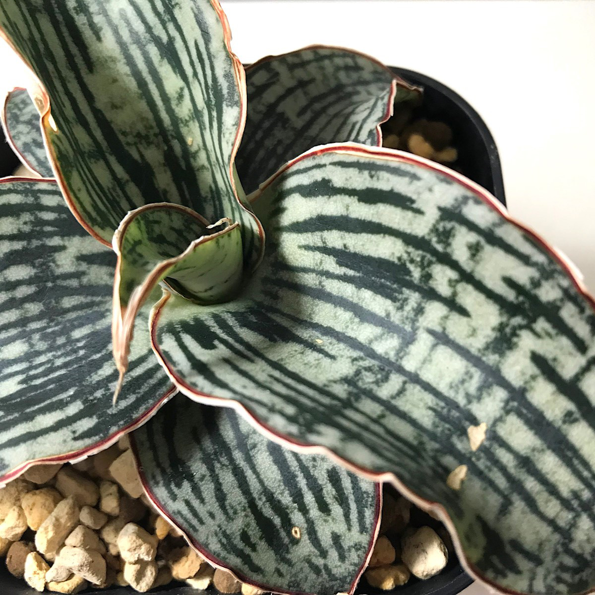 サンスベリア クレオパトラ ＊ 多肉植物  観葉植物 珍奇植物