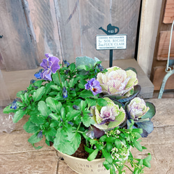 新作♡再販ラスト【おしゃれなフリル咲きパンジー寄せ植え】素敵な