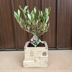 オリーブ　ネバディロブランコ　スクエア型テラコッタ植え替え　苗　シンボルツリー オリーブ ネバディロブランコ スクエア型テラコッタ鉢植え 苗 シンボル