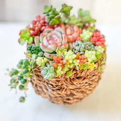 多肉植物 そのまま飾れる X’mas雑貨付き❁⃘*.゜籠バスケット寄せ❁⃘*.゜ 多肉植物 ♡そのまま飾れる寄せ植え♡ピクニックバスケット♬*° - メルカリ