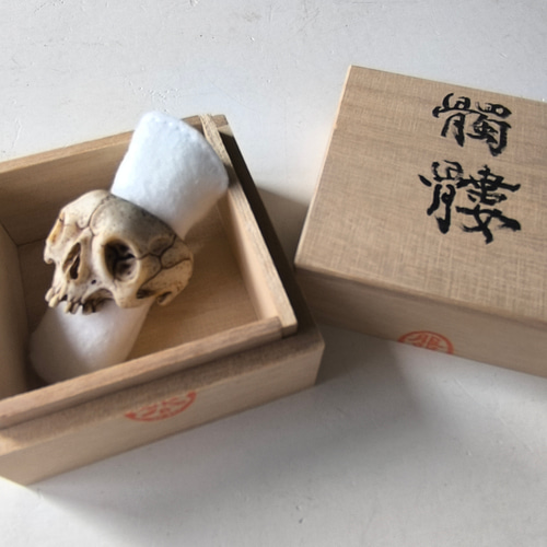 在銘】【髑髏作家服部】【鹿角製野晒指輪B】【桐箱付】髑髏 骷髅 骸骨