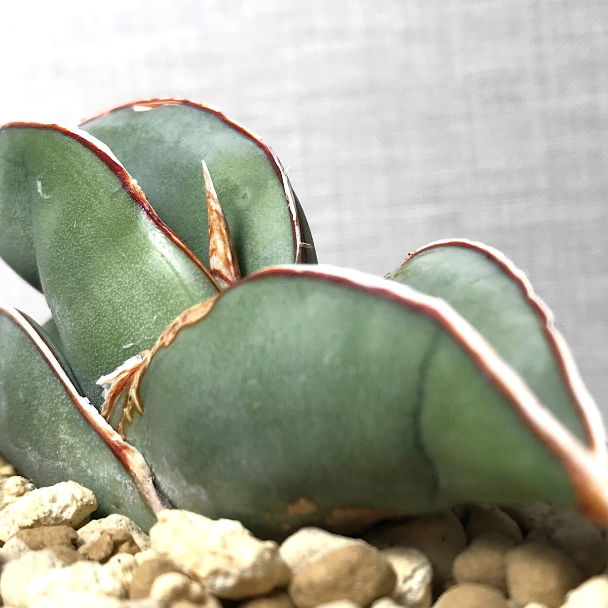 サンセベリア エーレンベルギー 'バナナ' ＊ 多肉植物  観葉植物 珍奇植物