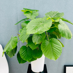 現品］33番 フィカス ウンベラータ 8号 観葉植物 室内 大型 ゴムの木