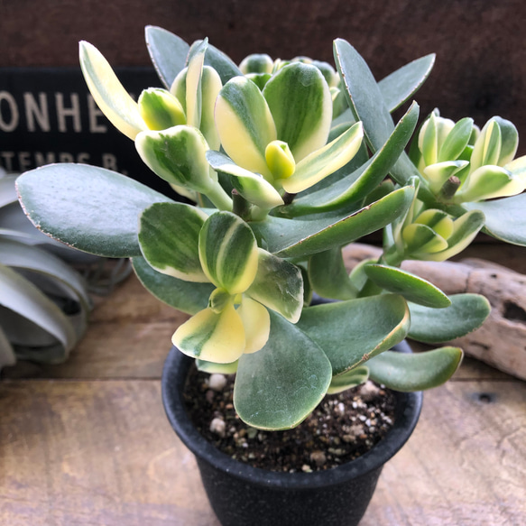 斑入り花月♡4号♡黄金花月♡斑入り♡多肉植物♡成金草 アートフラワー