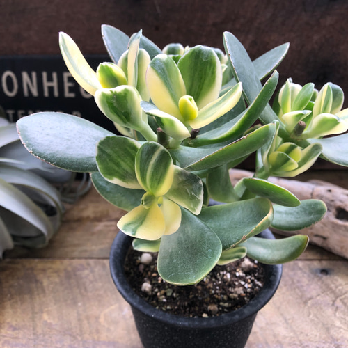 斑入り花月♡4号♡黄金花月♡斑入り♡多肉植物♡成金草 アートフラワー