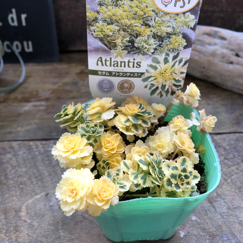 アトランティス♡超希少♡斑入りセダム♡今回限り♡ アートフラワー