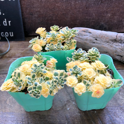 光るサボテン♡ムーンライト♡サボテン♡希少♡多肉植物♡インテリア