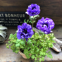 ロサーノシャルロッテ♡可愛いピンク ♡マム♡ アートフラワー パリ