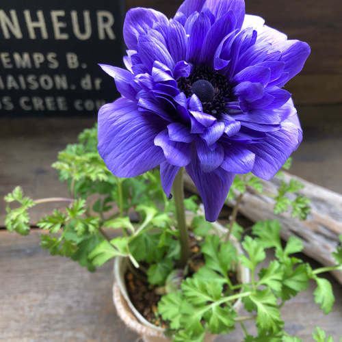 ブルー♡アネモネ ポルトダブル♡八重咲き♡アネモネ♡ガーデニング