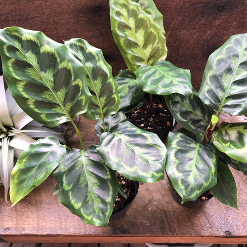 ヴィーチアナ♡カラテア♡希少♡観葉植物♡自然の模様 アートフラワー