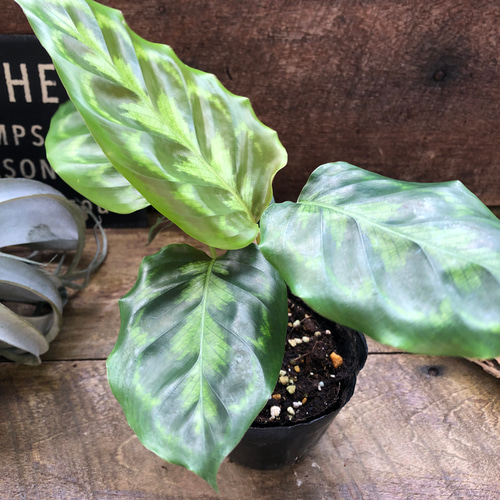 ヴィーチアナ♡カラテア♡希少♡観葉植物♡自然の模様 アートフラワー