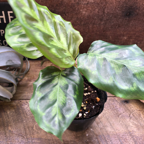 ヴィーチアナ♡カラテア♡希少♡観葉植物♡自然の模様 アートフラワー