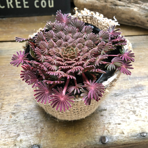 孔雀の舞♡オキザリス♡観葉植物♡多肉植物♡ アートフラワー パリ