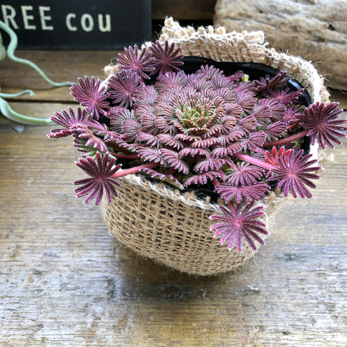 オキザリス 　孔雀の舞 孔雀の舞♡オキザリス♡観葉植物♡多肉植物♡ アートフラワー パリ