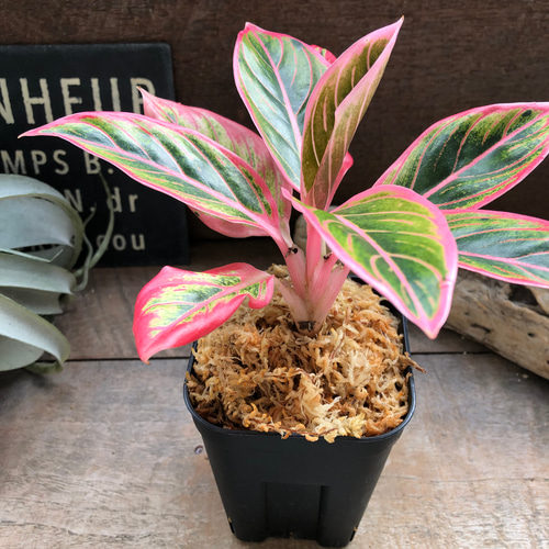 アグラオネマ　ロータス　デライト　観葉植物 アグラオネマ ロータス デライト「Aglaonema Lotus Delight」 観葉植物