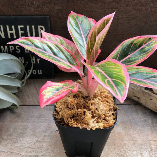 アグラオネマ　ロータス　デライト　観葉植物 アグラオネマ ロータス デライト「Aglaonema Lotus Delight」 観葉植物