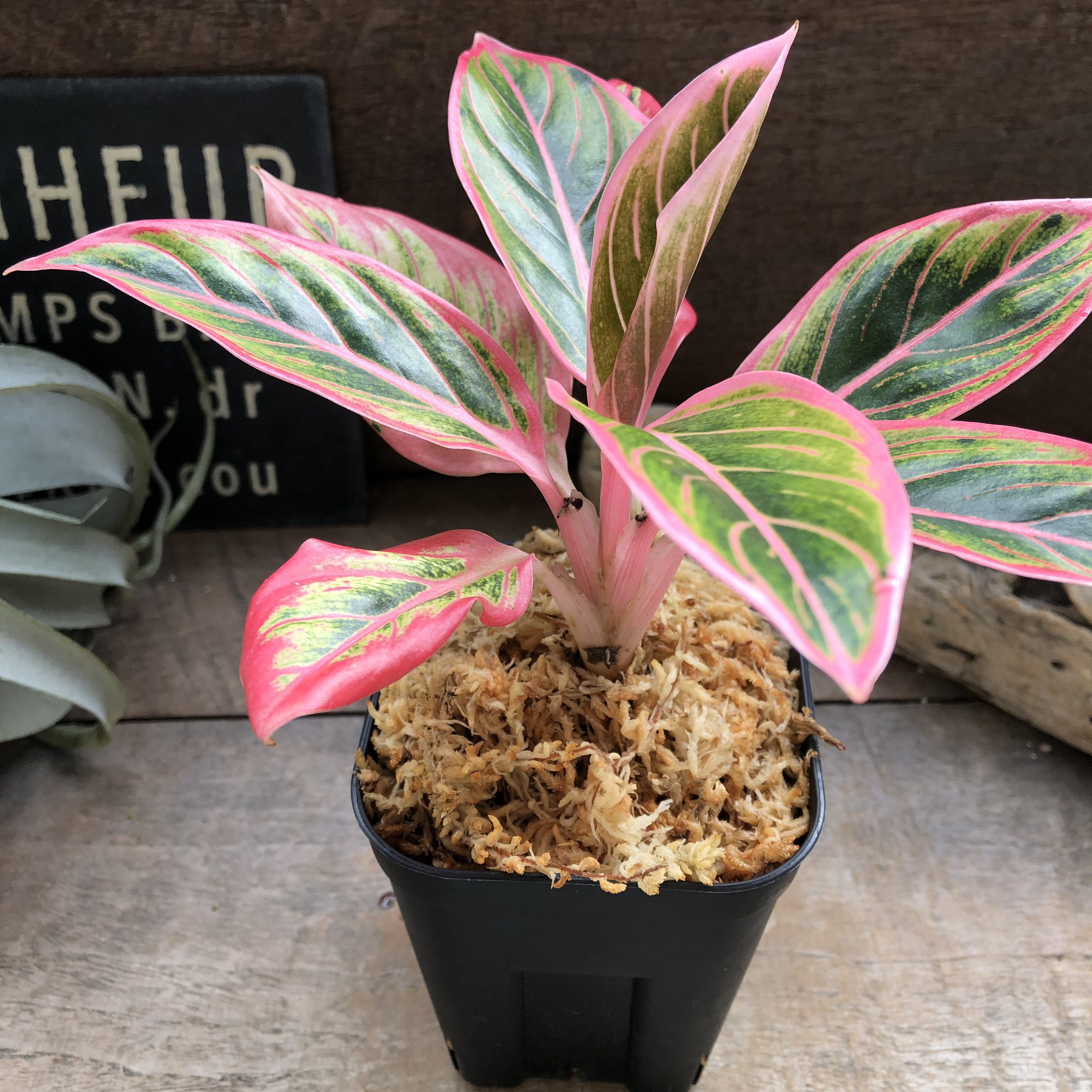 アグラオネマ ロータス デライト「Aglaonema Lotus Delight」　観葉植物　希少 7,326円