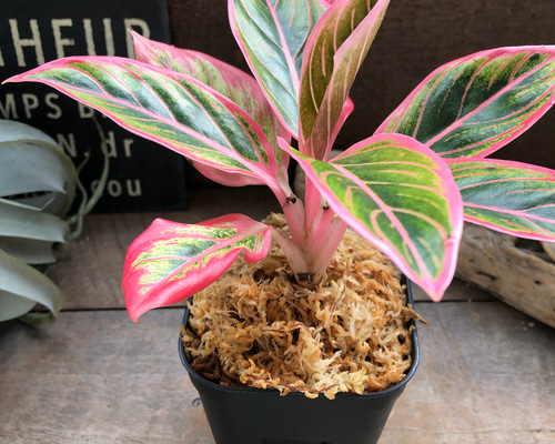 アグラオネマ ロータス デライト「Aglaonema Lotus Delight」 観葉植物