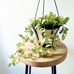 耐寒性 グレビレア ムーンライト オージープランツ 観葉植物 calm cafe