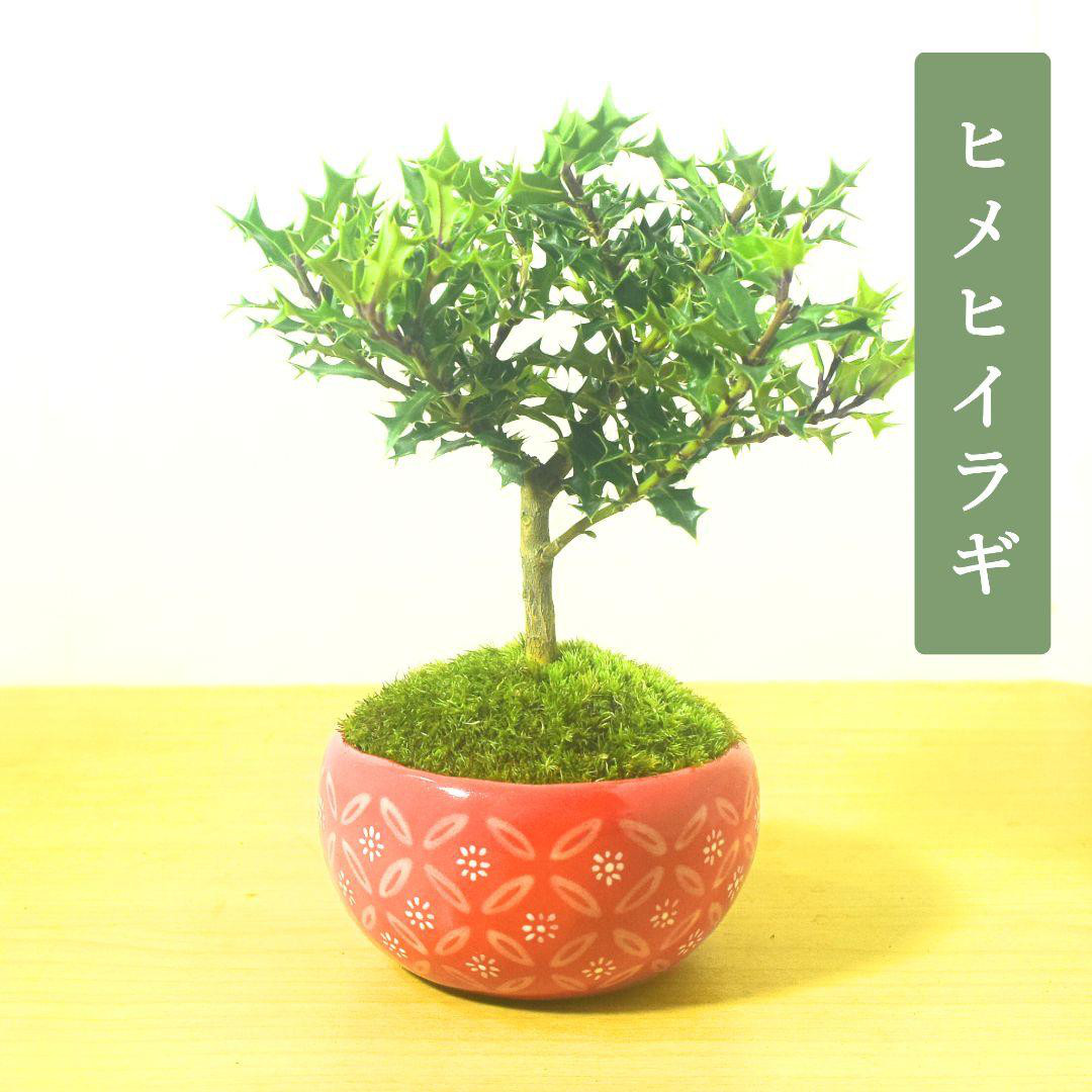 POTOCO 姫ヒイラギ 柊 陶器鉢 植物鉢 植物 観葉植物 ミニ盆栽 盆栽 苔