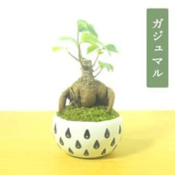 POTOCO クチナシ 観葉植物 赤 陶器鉢 盆栽 豆盆栽 小品盆栽 植物 盆栽