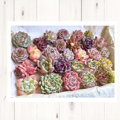 いろどりおまかせエケmix 20＊ 多肉植物カット苗 多肉植物 annemoca