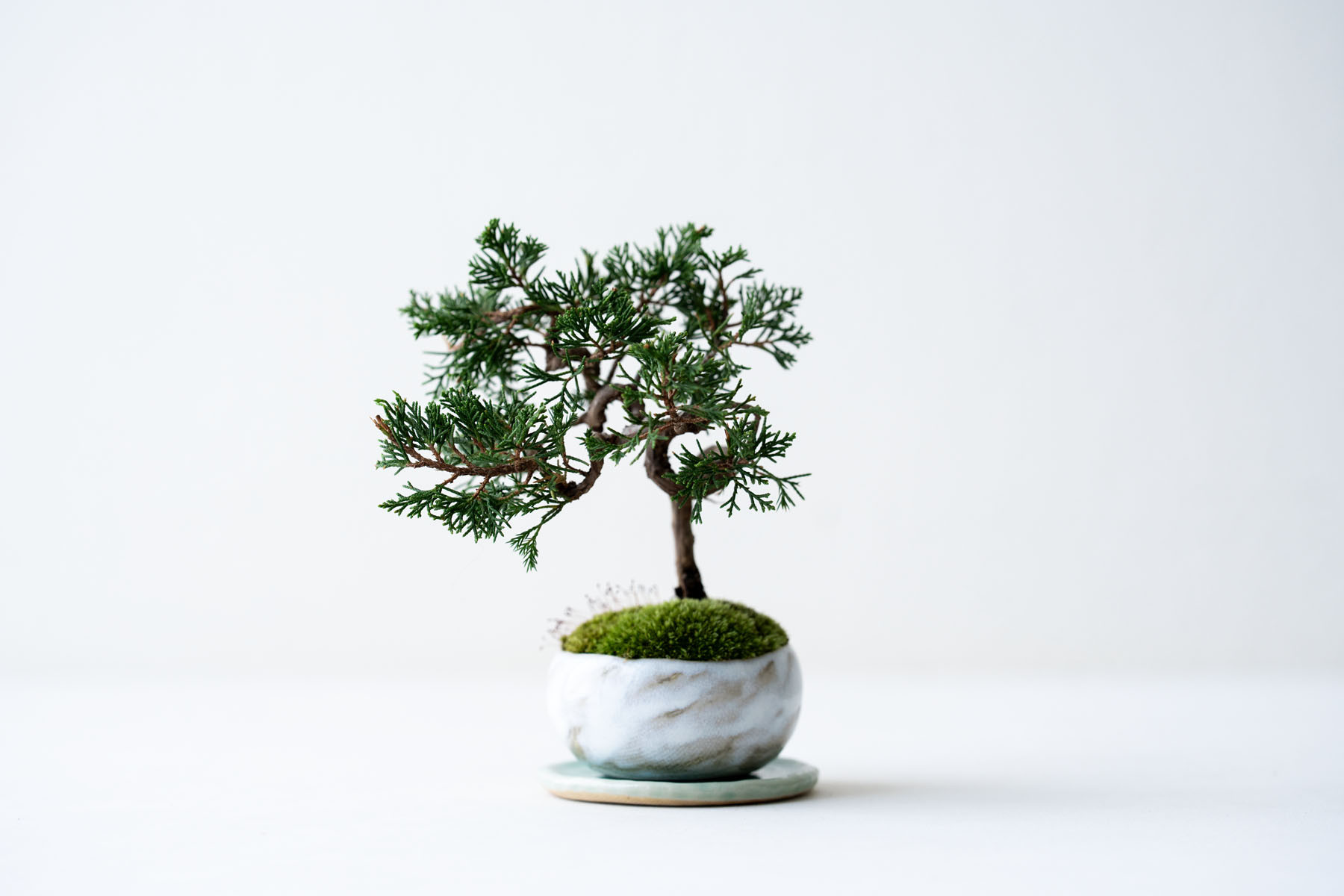 糸魚川シンパク｜限定色のうつわ