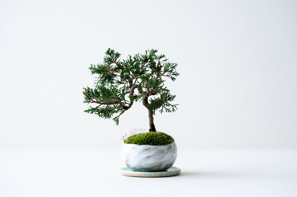 シンパク（盆栽）持ち込み古い 糸魚川シンパク（持ち込み古い）盆栽 糸魚川シンパク（持ち込み古い）盆栽