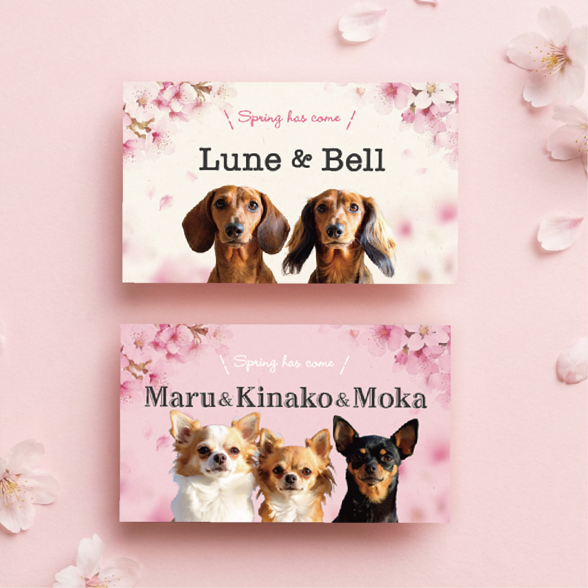 桜　うちの子・ペット名刺　多頭向け　写真入り　インスタグラム名刺　QR無料　送料込　両面20枚　オフ会に