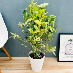 現品］4番 フィカス ベンガレンシス 曲がり 8号 観葉植物 室内 大型