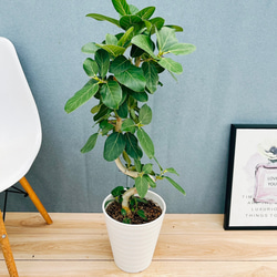 ［現品］【希少】14番　ドラセナコンシンネ　マジナータゴールド　観葉植物　レア 希少⭐️レア品種⭐️ドラセナ コンシンネ マジナータゴールド | 観葉