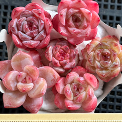 お買い得 早い者勝ち 2026 超豪華 12品種 多肉植物福袋 多肉植物 愛