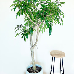 希少》フペルジア スワンテイル ハンギング 観葉植物 calm cafe 多肉