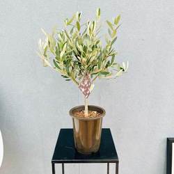 現品］【希少】ユッカ ロストラータ 実生 短葉 幹立 10号 観葉植物