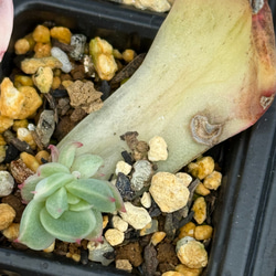 ニクサーナ錦＊多肉植物＊葉挿し 多肉植物 ＊N＊ 通販 18494875