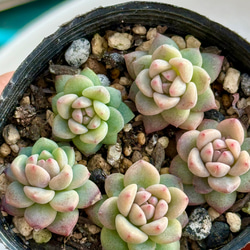 ニクサーナ錦＊多肉植物＊葉挿し 多肉植物 ＊N＊ 通販 18494875