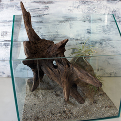 アク抜き不要！水に沈む状態でお届けします』アクアリウム 流木 大型