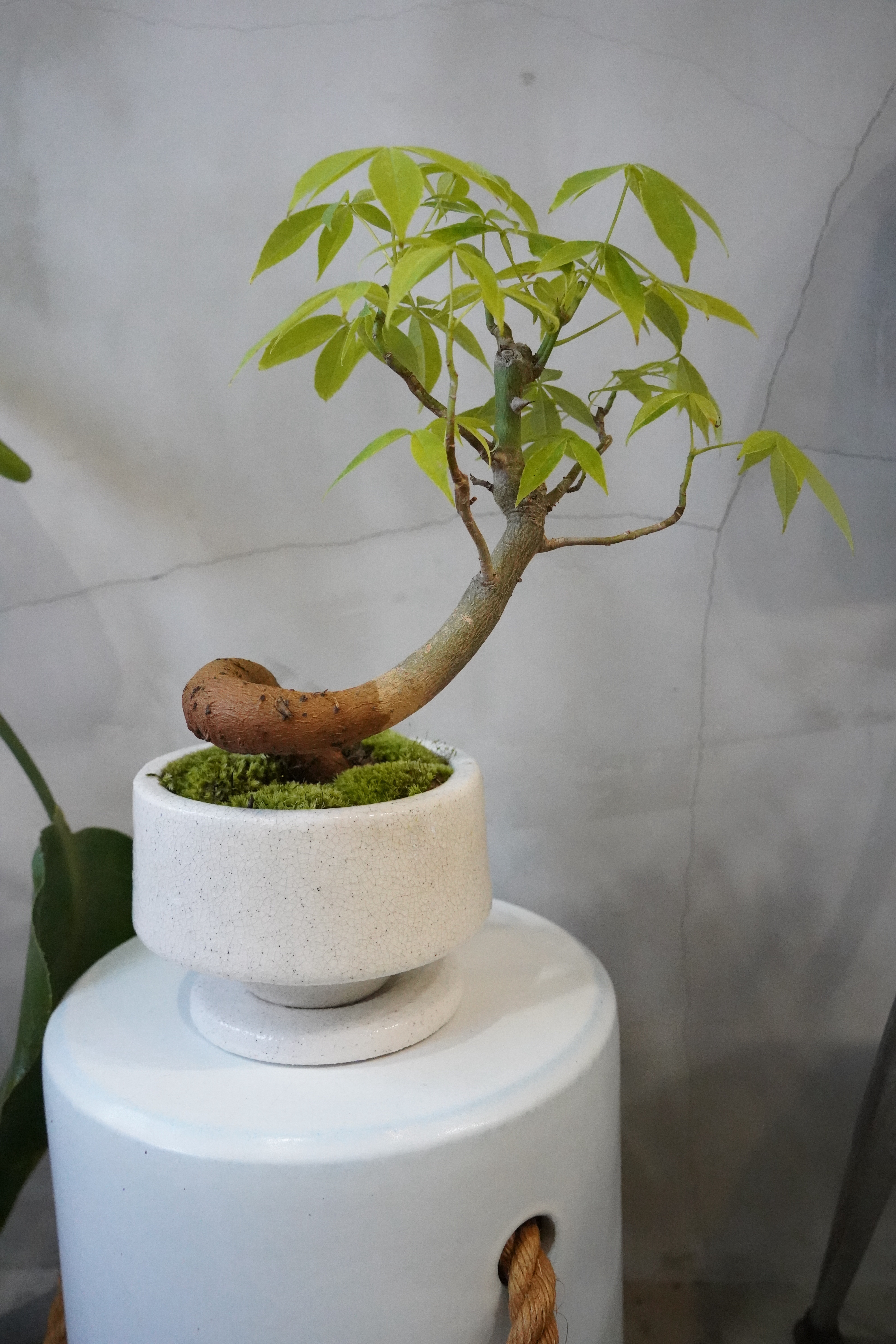 トックリキワタ｜苔仕立て・曲げ樹形