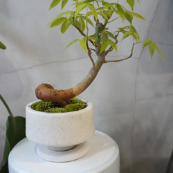 根上がり 黒松 盆栽 一輪挿し・花瓶・花器 __@verdeplants__ 通販