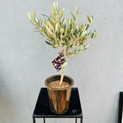 現品］【希少】ユッカ ロストラータ 実生 短葉 幹立 10号 観葉植物