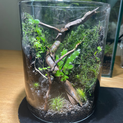 No.5】テラリウム 苔リウム パルダリウム 盆栽 苔玉 コケリウム その他 