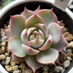 人気レア品種！☆風の花 多肉植物 自家栽培 国産 多肉植物 美